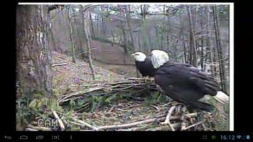 Eagle Nest Cam