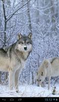 Wolves in winter