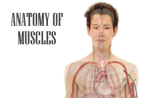 Anatomy of Muscles