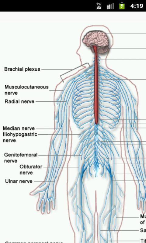 Human Physiology