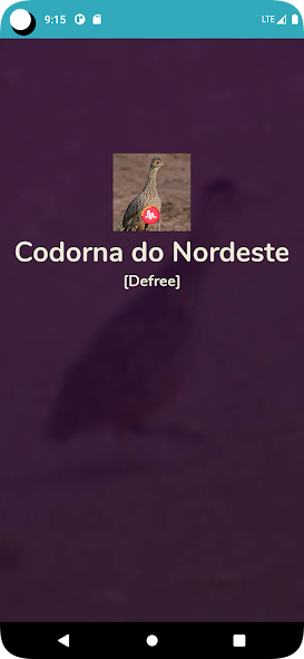 Codorna do Nordeste Cantando