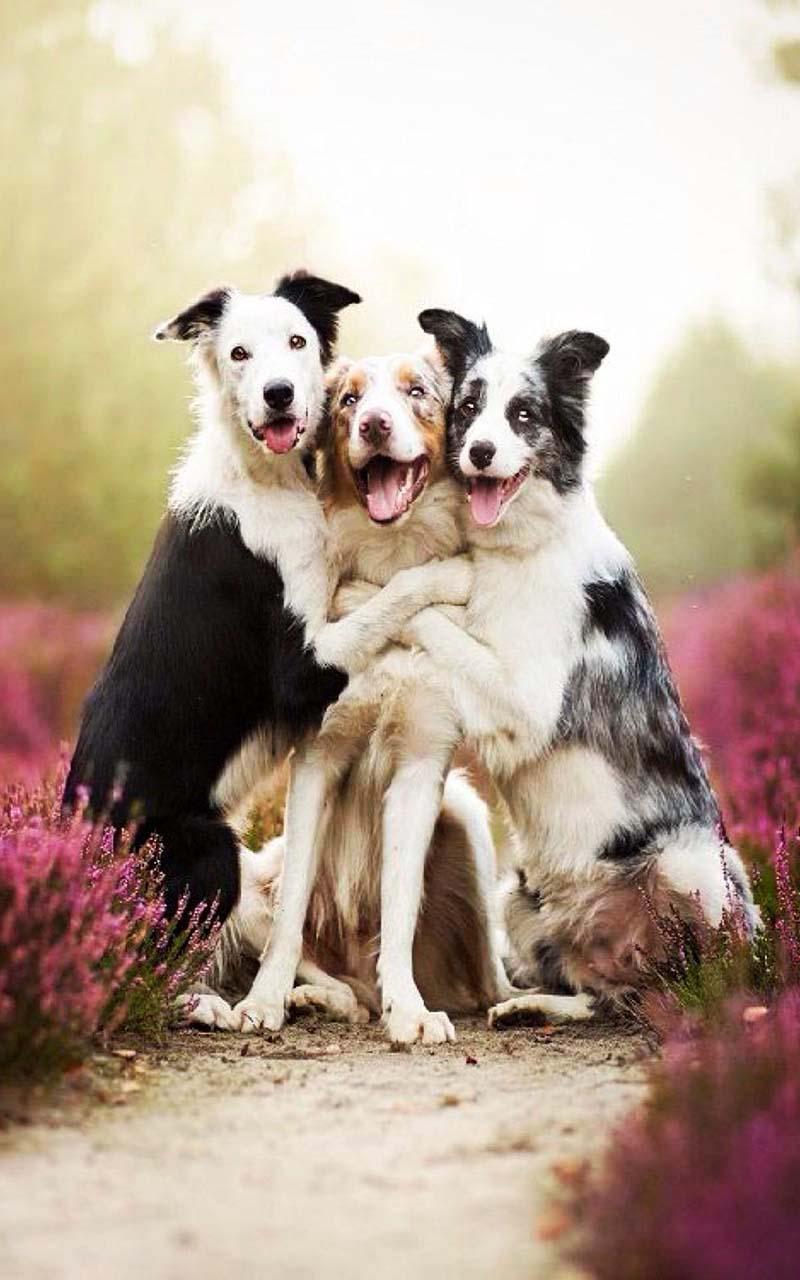 Cute Dogs Puzzle