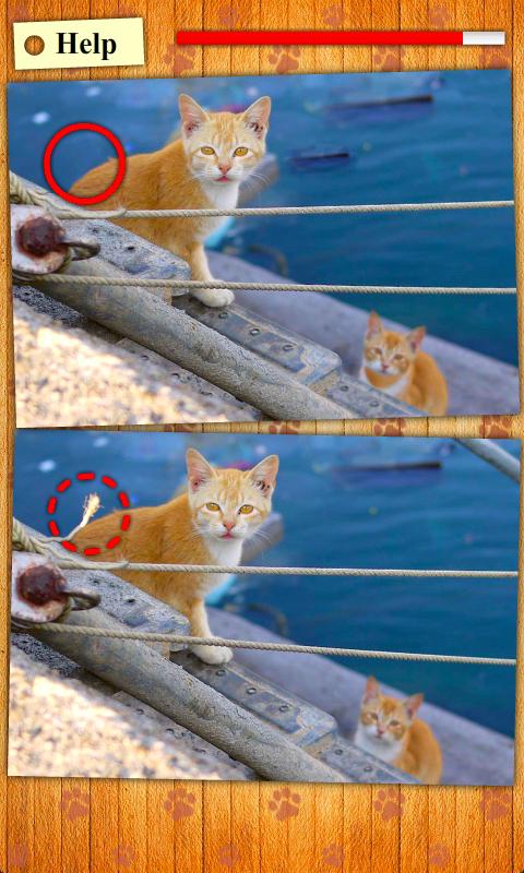 Find Photo Differences - Cats